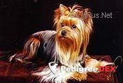 Alpiskiy Tsvetok Agapi — Labaza DogPedigree YorkshireTerrier