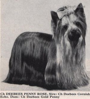  DEEBEES PENNY ROSE — Labaza DogPedigree YorkshireTerrier