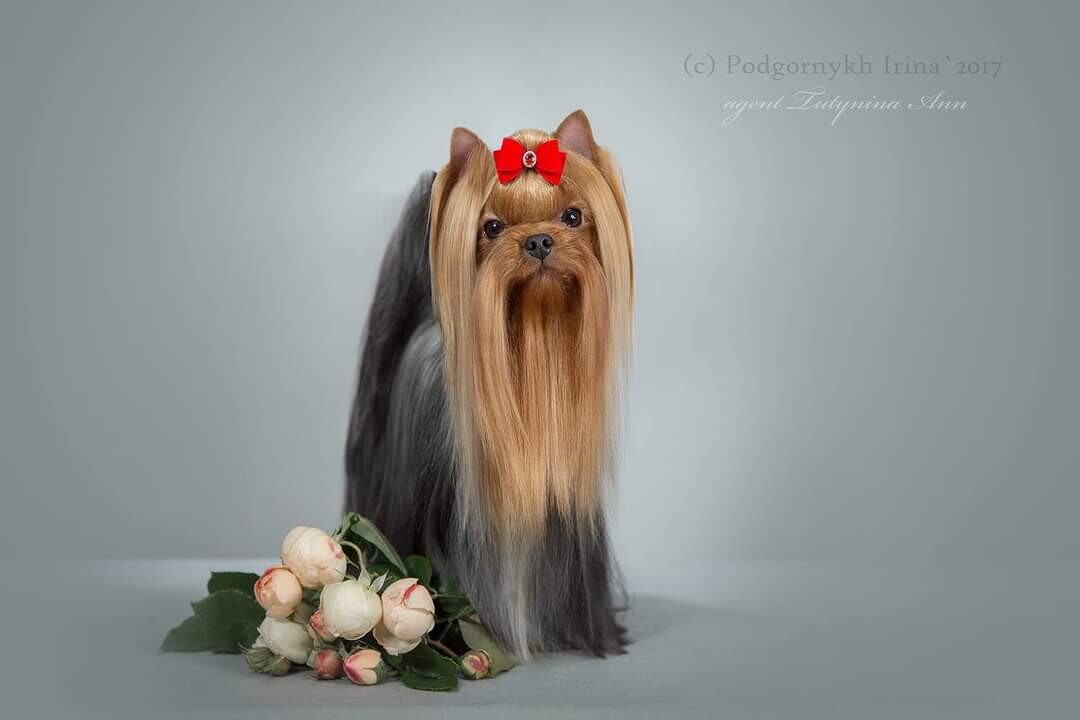 VIVIEN OT SHARM-EL — Labaza DogPedigree YorkshireTerrier