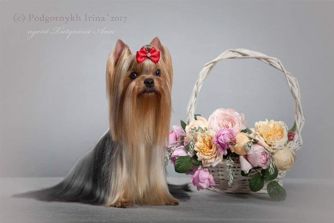  LETISSIYA FORTUNA OT SHARM-EL — Labaza DogPedigree YorkshireTerrier