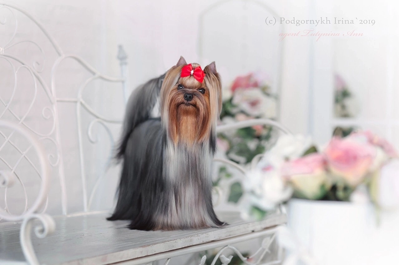 CRAZY PARADISE  ANDORA AIS — Labaza DogPedigree YorkshireTerrier