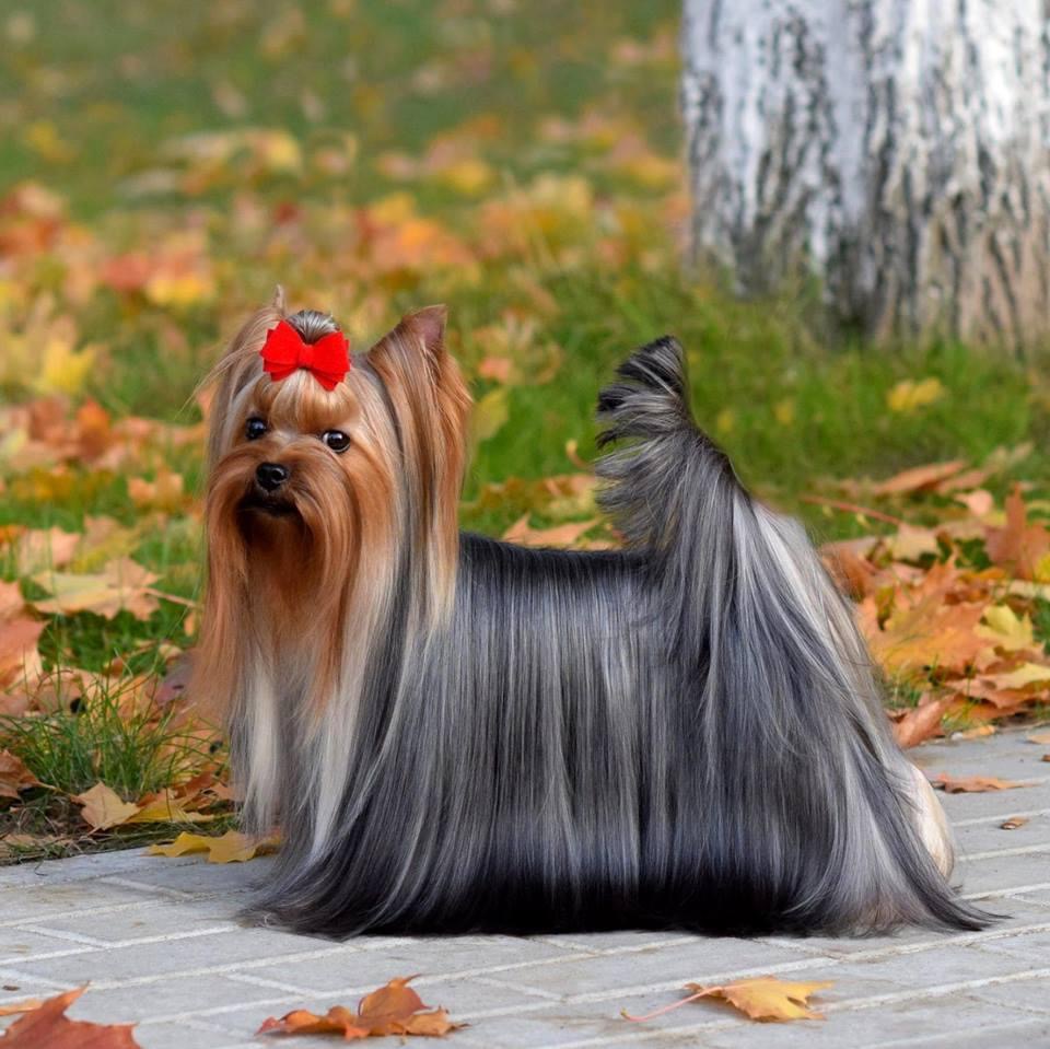  Runa Iz Otchego Doma — Labaza DogPedigree YorkshireTerrier