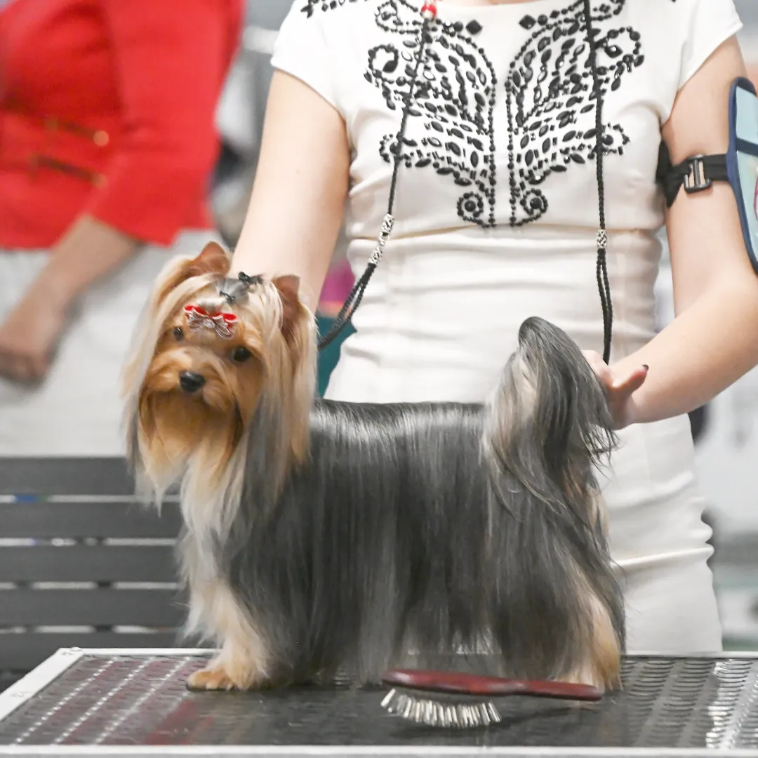 Chulpan Nursina — Labaza DogPedigree YorkshireTerrier