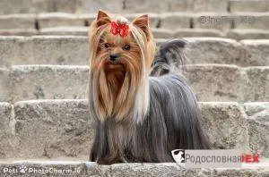 BIM-BAM-BOM BOHEMIA PLATINA — Labaza DogPedigree YorkshireTerrier