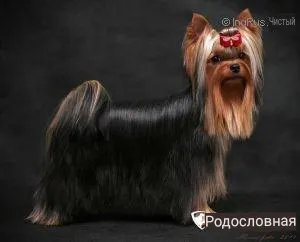 Blue Amulet BLUE AMULET WEALTHY JEWEL — Labaza DogPedigree YorkshireTerrier