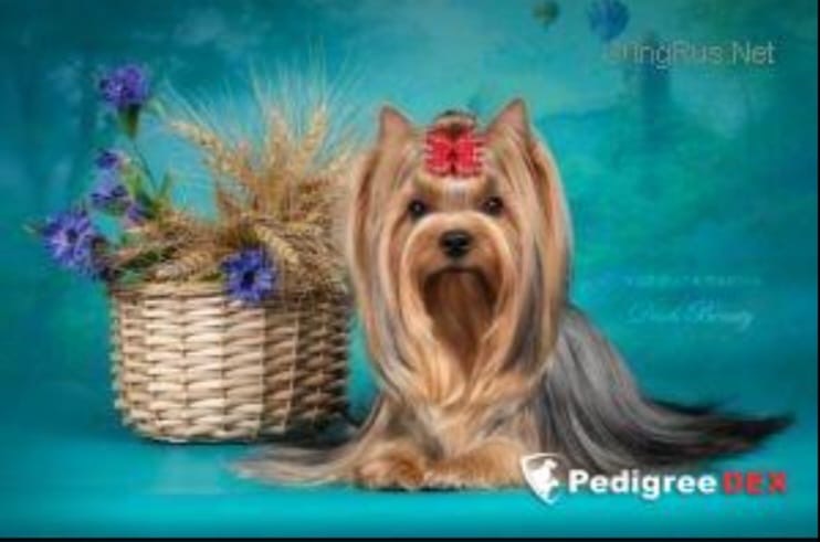 Vazhnaya Persona Dark Beauty — Labaza DogPedigree YorkshireTerrier