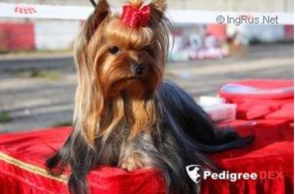 Dmitrovskiy Talisman Fentezi — Labaza DogPedigree YorkshireTerrier