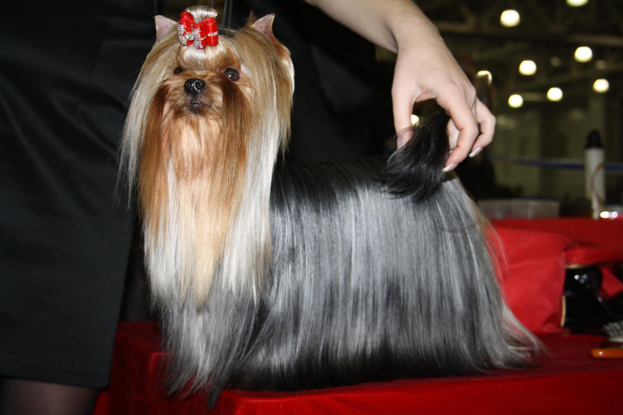  HUNDERWOOD FANATIC-FANTASY — Labaza DogPedigree YorkshireTerrier