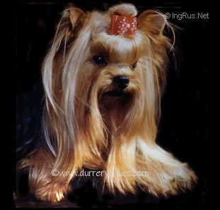  Durrer`s Hi-Tech of Yorkcrest — Labaza DogPedigree YorkshireTerrier