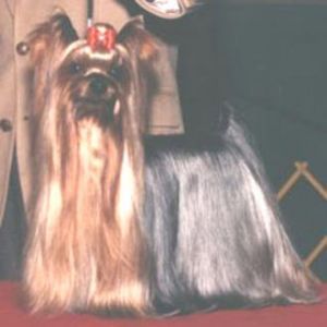 Stratford's Magic — Labaza DogPedigree YorkshireTerrier