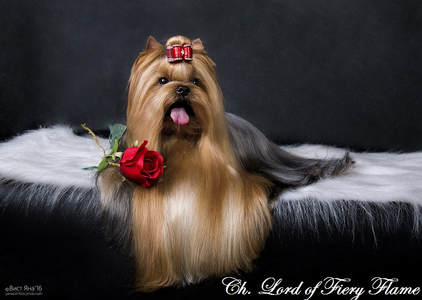  Lord of Fiery Flame — Labaza DogPedigree YorkshireTerrier