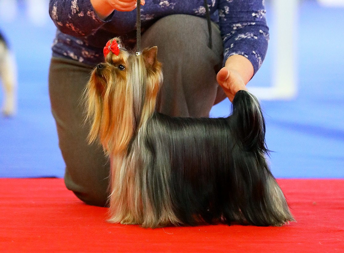  Fairy Flame Cartier — Labaza DogPedigree YorkshireTerrier