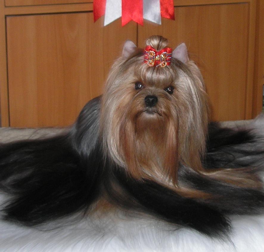  BISTUALL ALLEGRA FAIRY FLAME — Labaza DogPedigree YorkshireTerrier