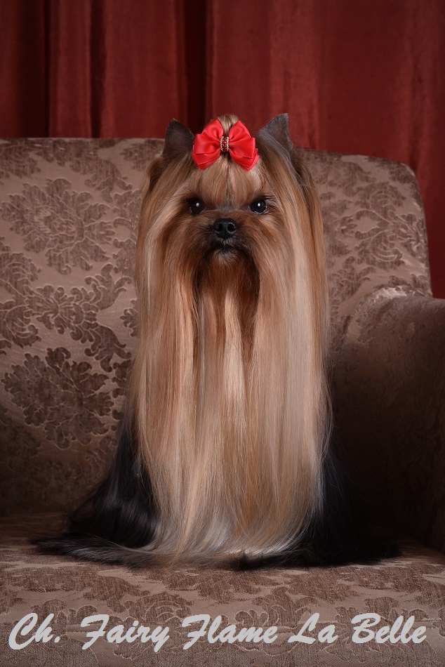 Fairy Flame La Belle — Labaza DogPedigree YorkshireTerrier