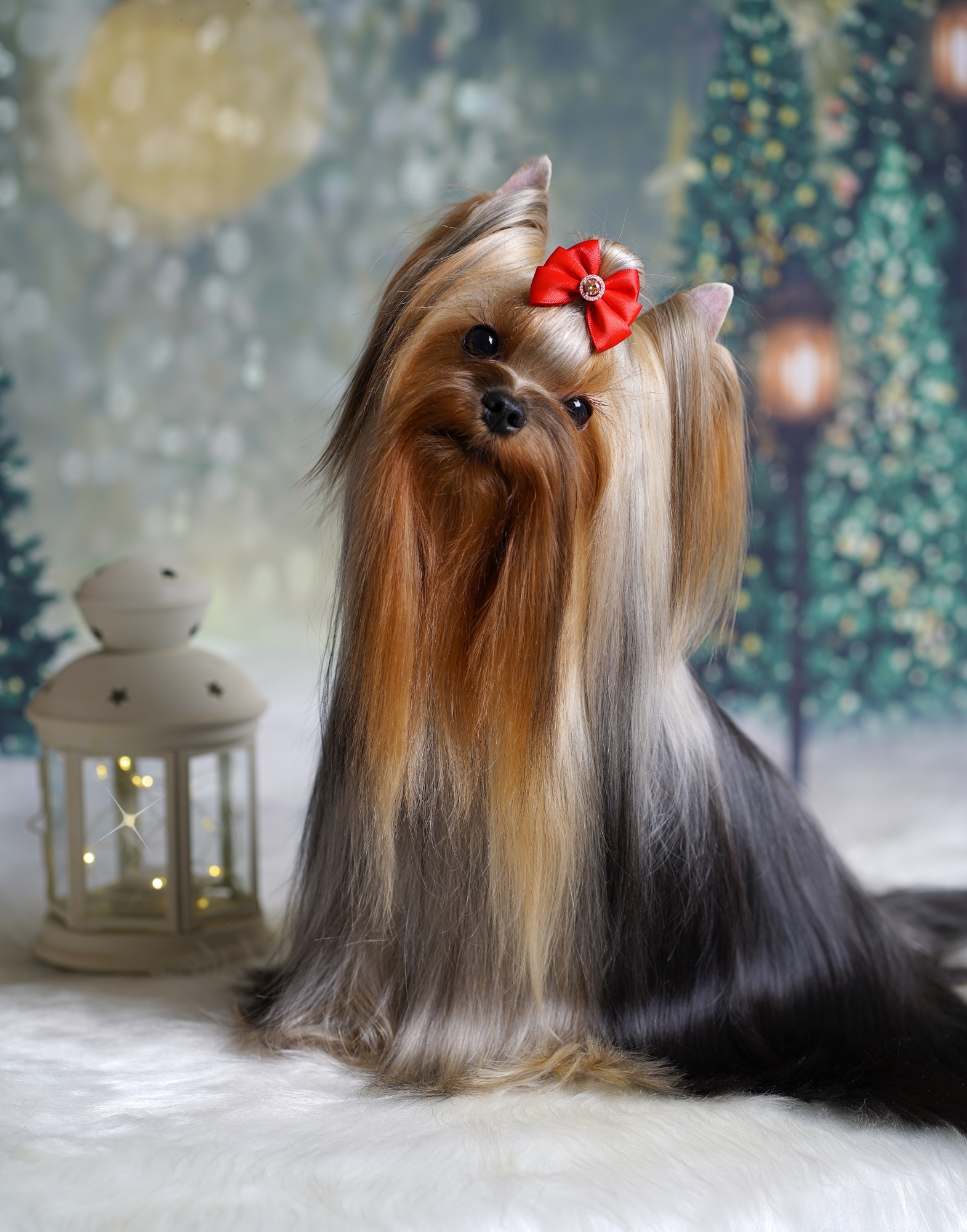 MAL ZOLOTNIK VIRTUOSO — Labaza DogPedigree YorkshireTerrier