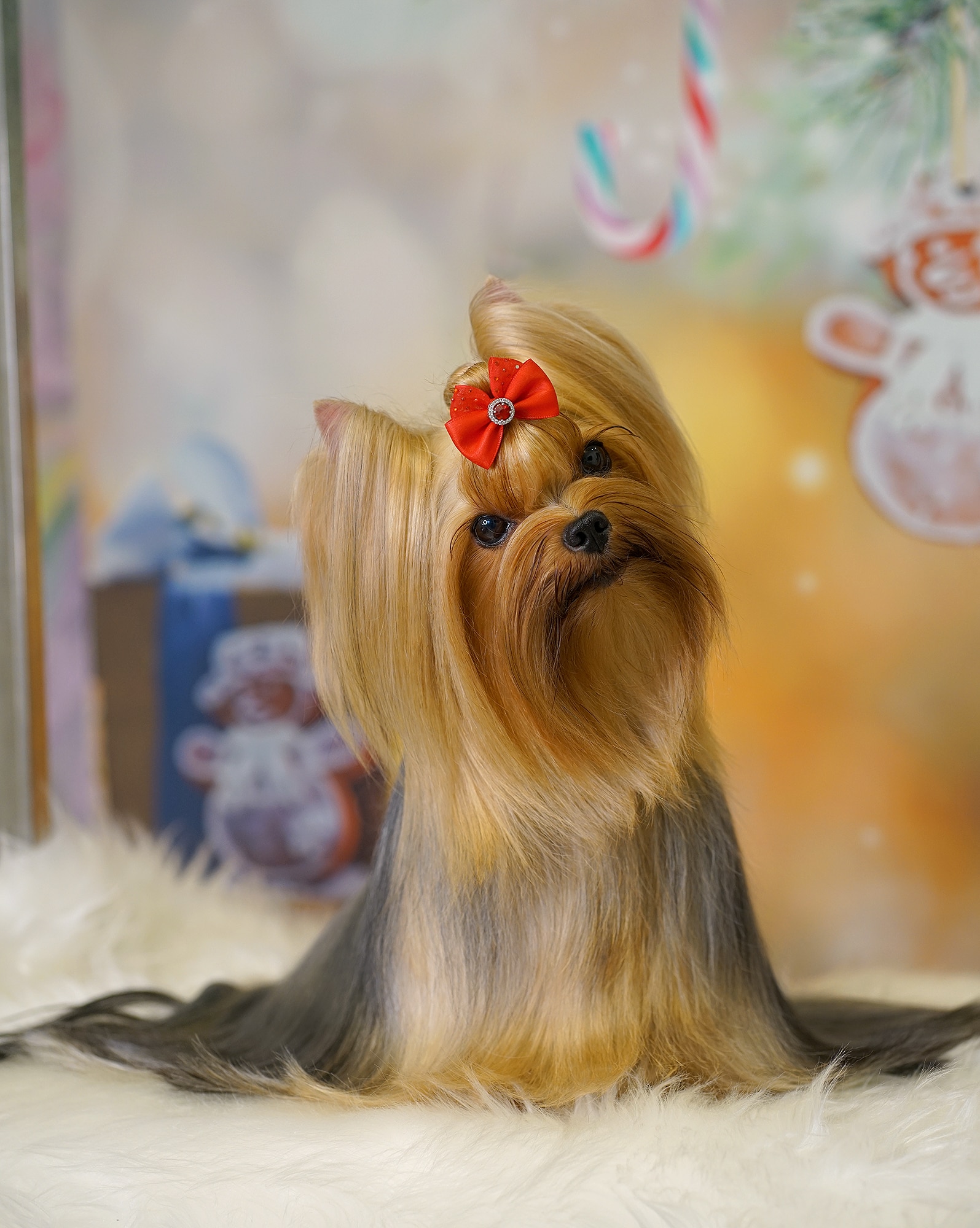  MAL ZOLOTNIK FUJIYAMA — Labaza DogPedigree YorkshireTerrier