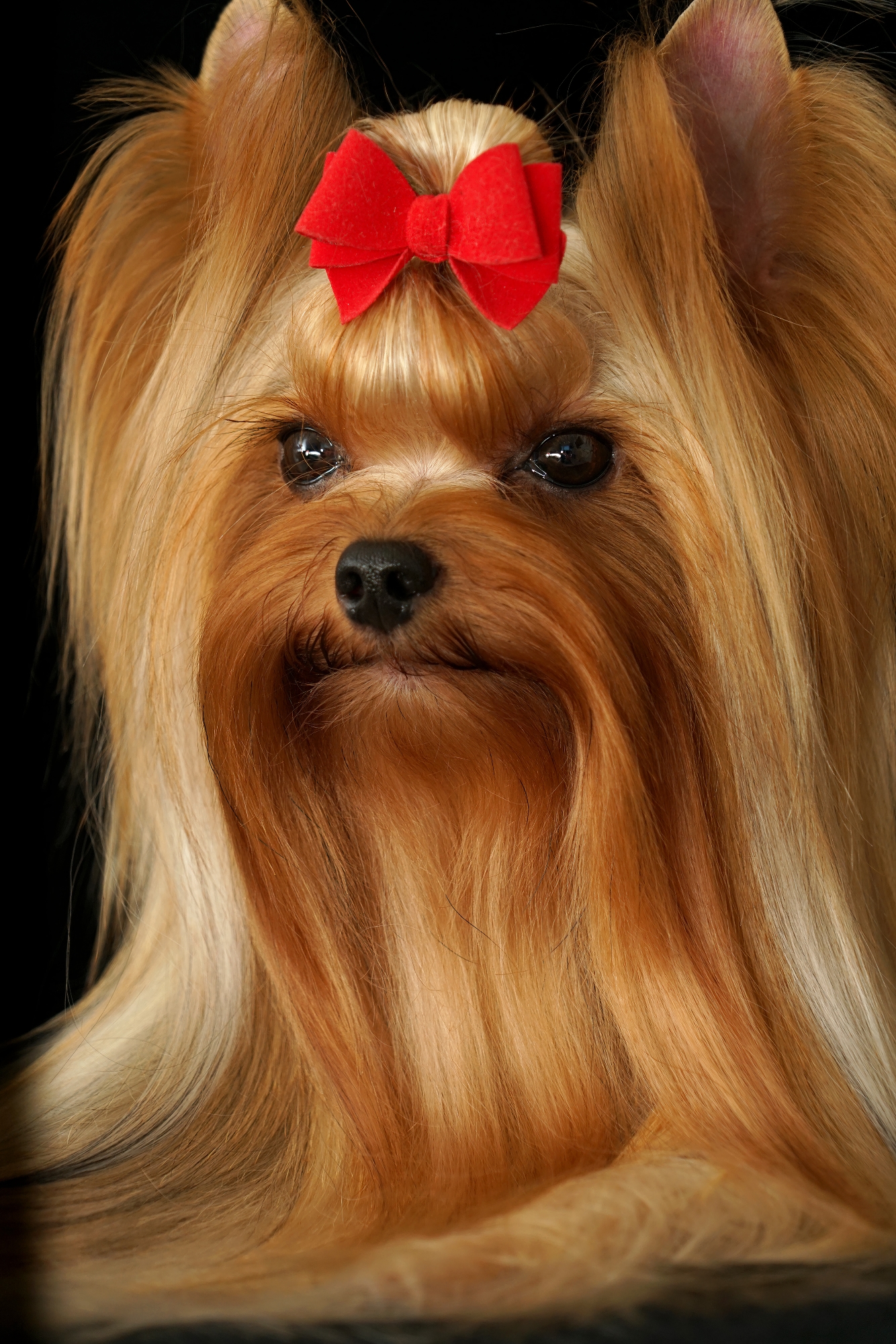  SHARMNATAN'S ZORRO — Labaza DogPedigree YorkshireTerrier