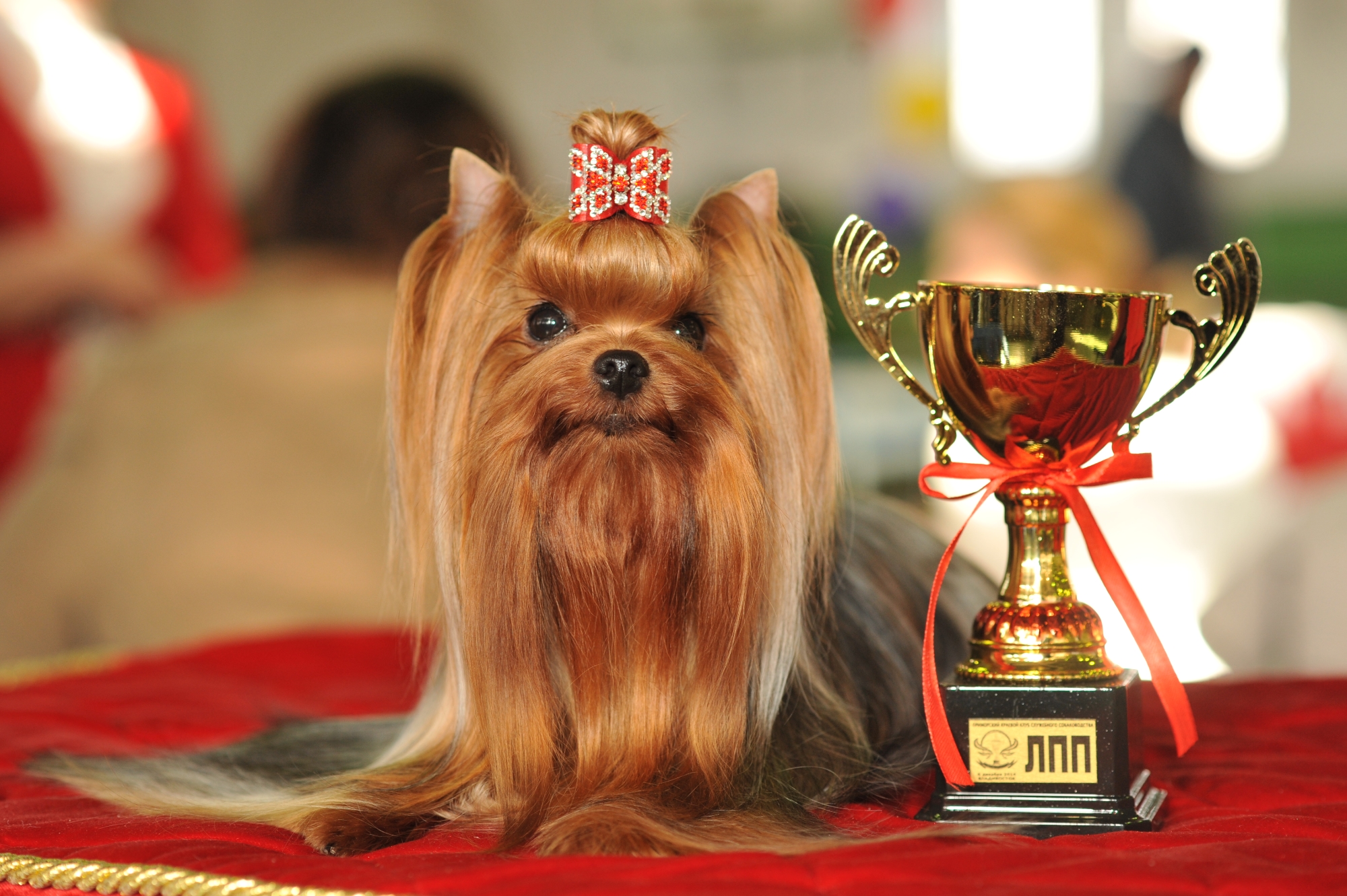 MAL ZOLOTNIK FORTUNE — Labaza DogPedigree YorkshireTerrier