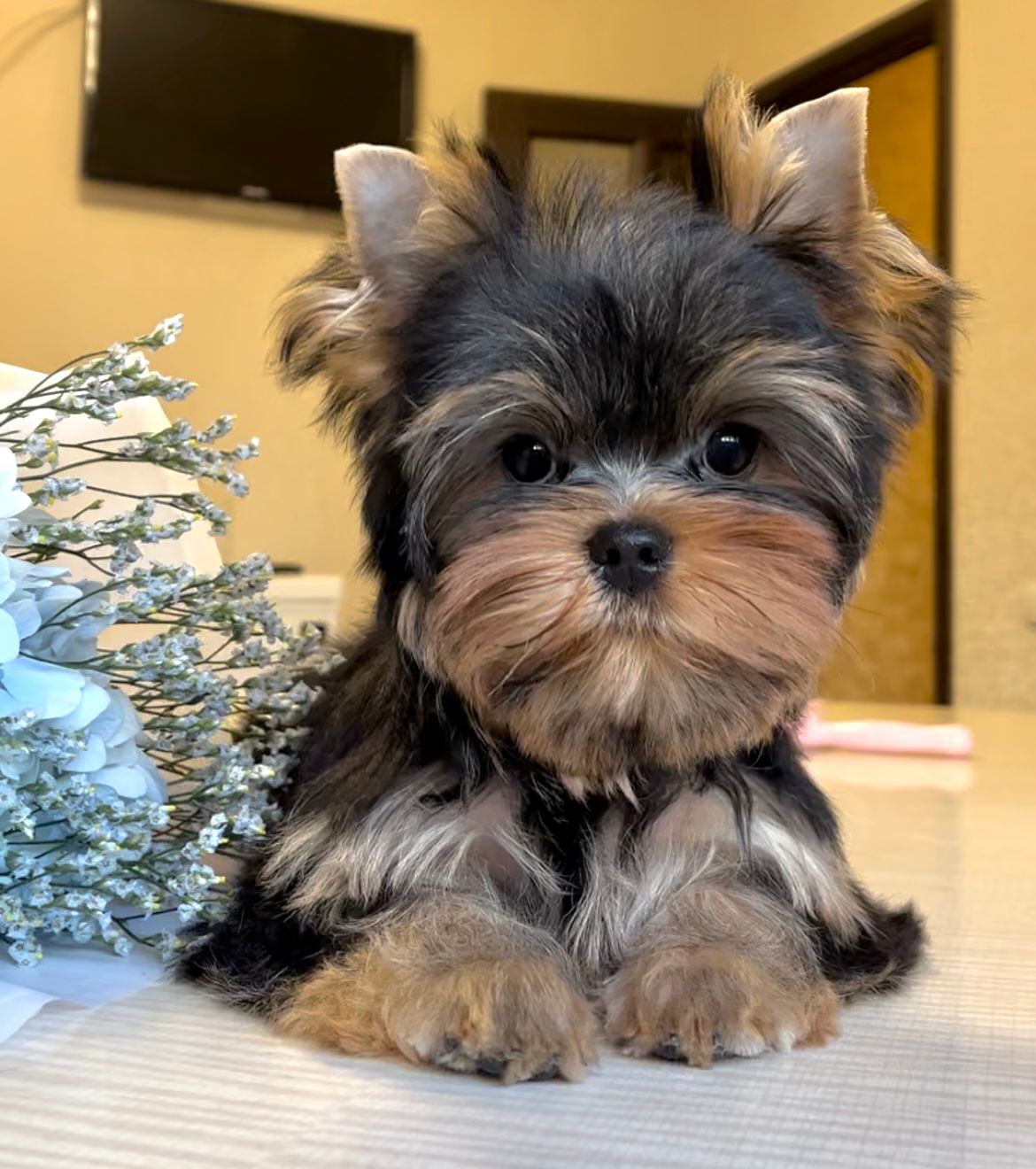 Fly Plein D'Amour — Labaza DogPedigree YorkshireTerrier