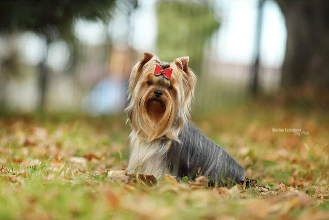  L'YANA DE VISTA OLIGARH — Labaza DogPedigree YorkshireTerrier