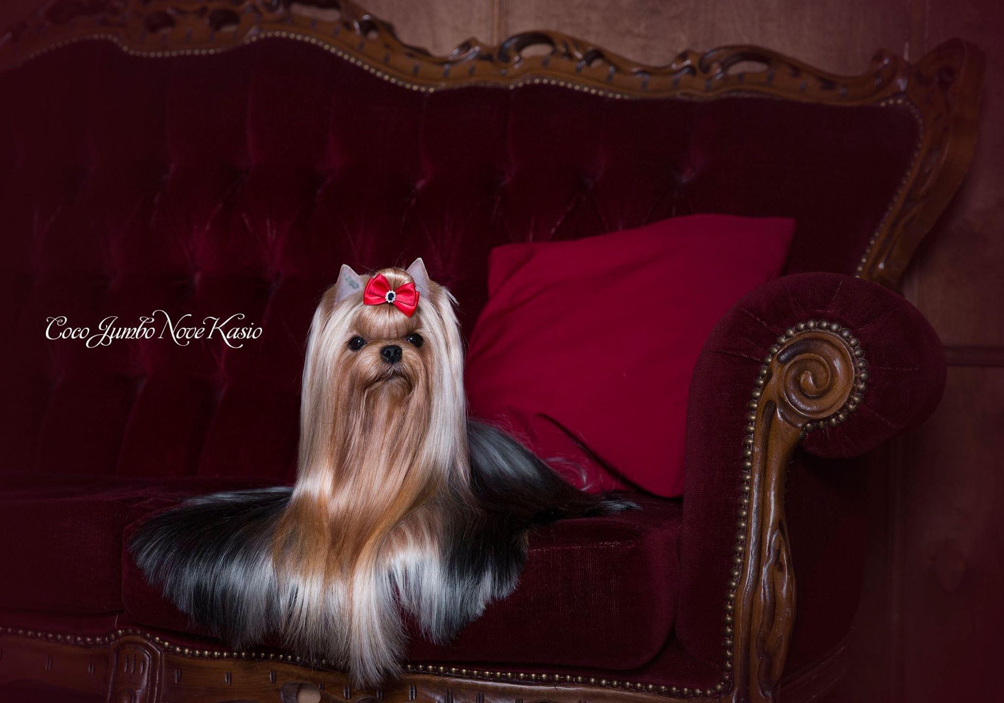  COCO JUMBO NOVE KASIO — Labaza DogPedigree YorkshireTerrier