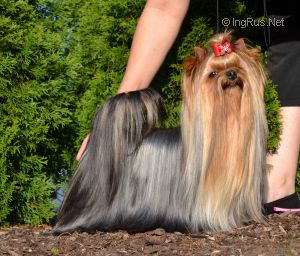 KAMELIE NOVE KASIO — Labaza DogPedigree YorkshireTerrier