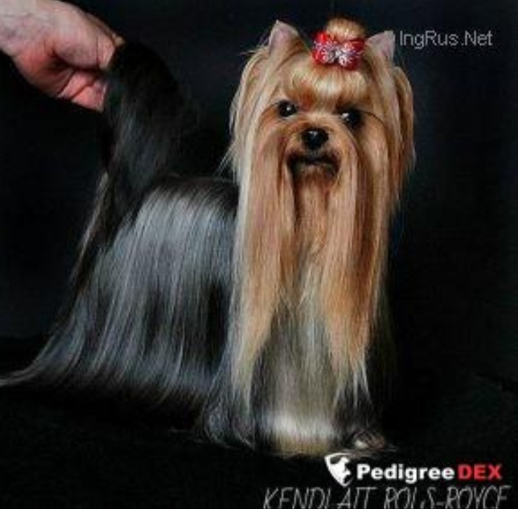 KENDLAIT ROLS-ROYCE — Labaza DogPedigree YorkshireTerrier