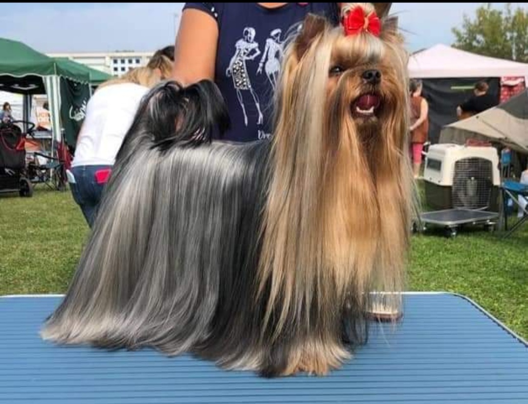 MAGNUS FORTUNA REGINALD — Labaza DogPedigree YorkshireTerrier