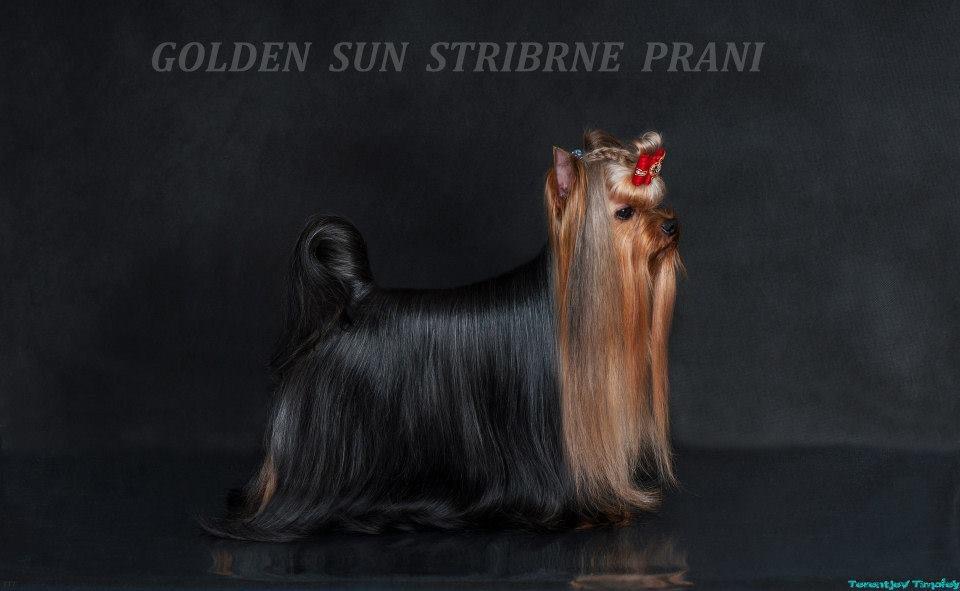 GOLDEN SUN STRIBRNE PRANI