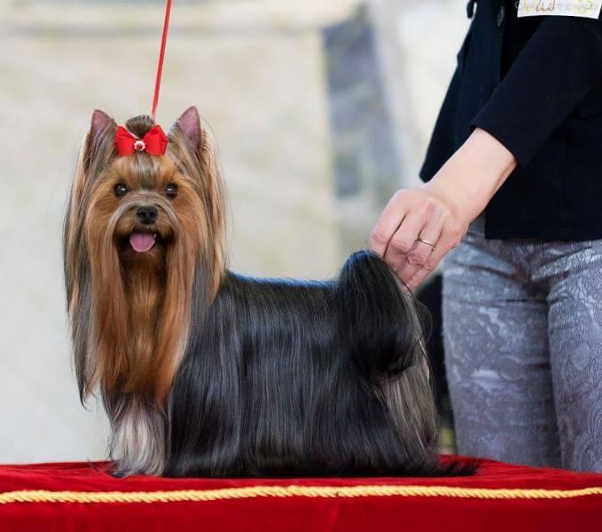  FLYER DE LYAMUR GRACE MABEL — Labaza DogPedigree YorkshireTerrier