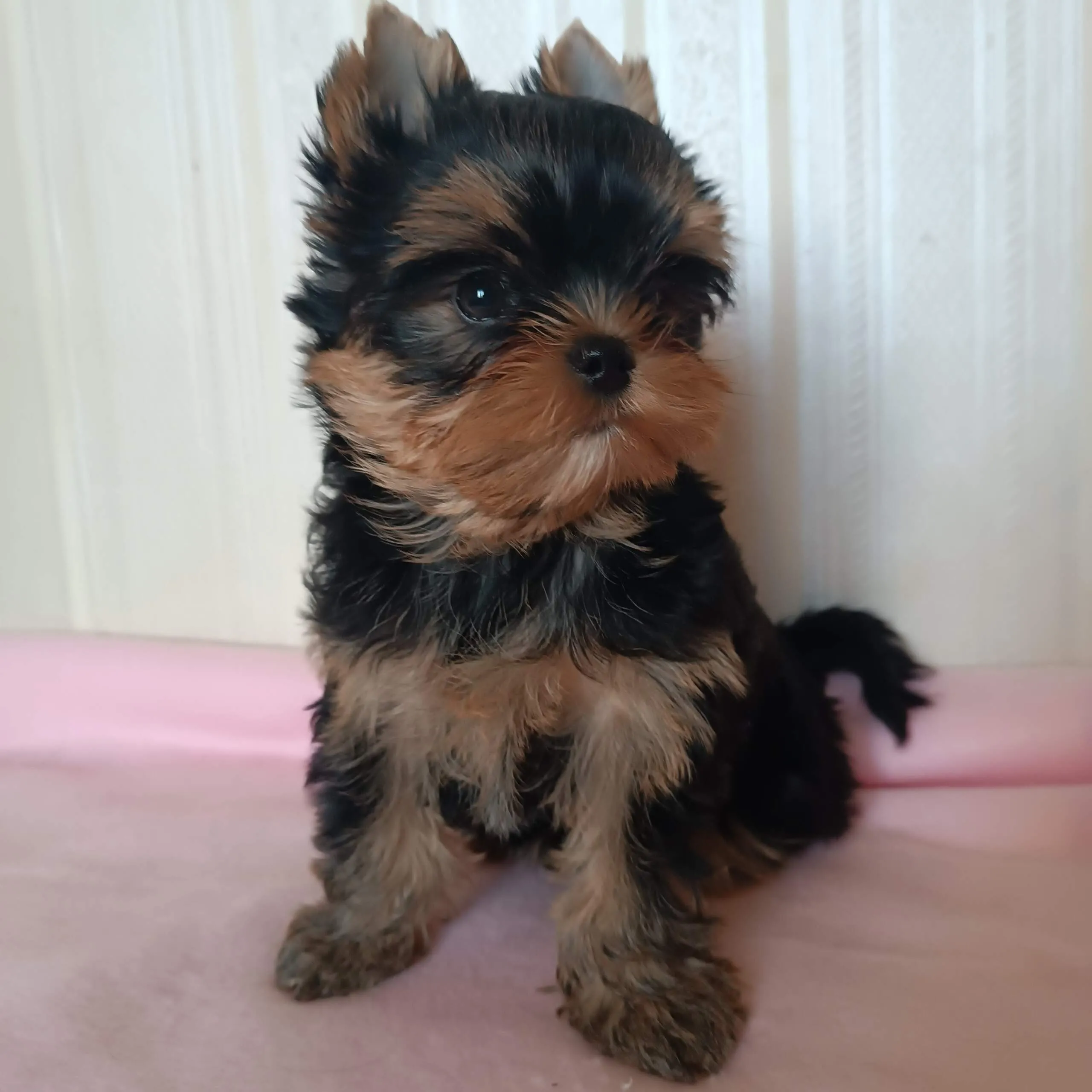 Sea Peapl Sophie — Labaza DogPedigree YorkshireTerrier