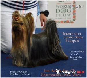 SHARMNATAN'S NEW WAVE — Labaza DogPedigree YorkshireTerrier