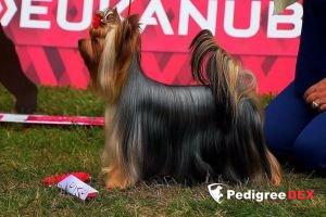 SHARMNATAN'S AMAZING GRACE — Labaza DogPedigree YorkshireTerrier