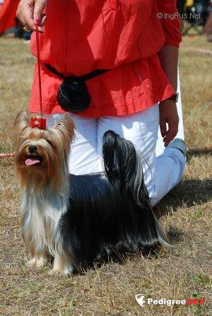 SHARMNATAN'S OH MY LOVE — Labaza DogPedigree YorkshireTerrier