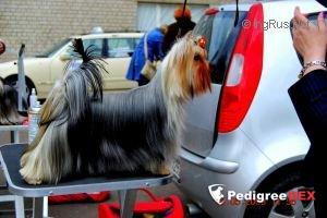  SHARMNATAN'S SUSIE QUATRO — Labaza DogPedigree YorkshireTerrier