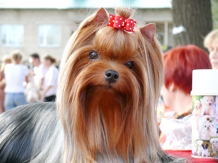  MINI SHOP RUSSIAN SECRET — Labaza DogPedigree YorkshireTerrier