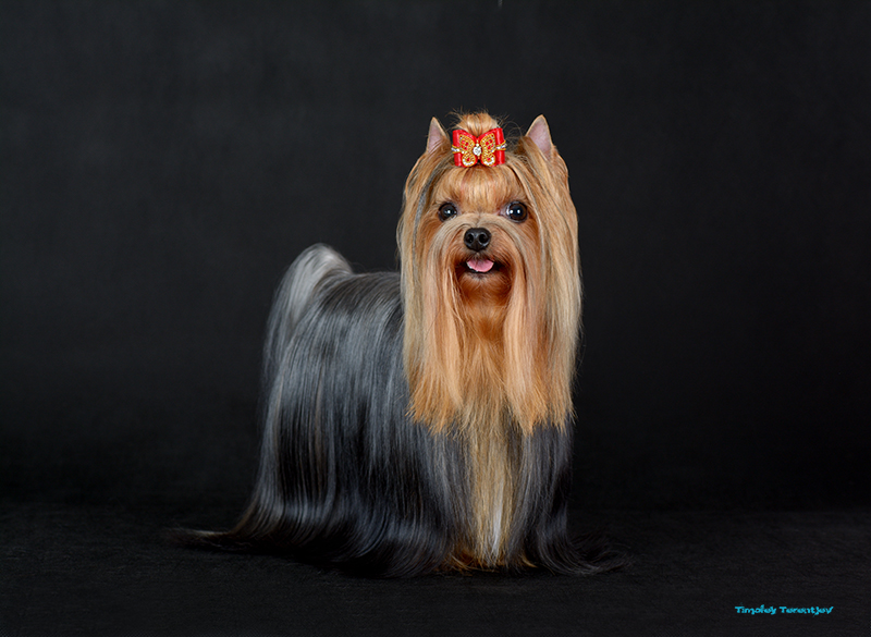 FLYER DE LYAMUR FAVORITE LADY — Labaza DogPedigree YorkshireTerrier