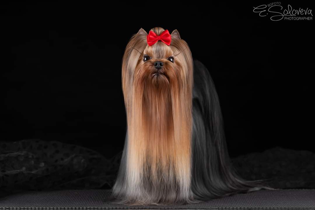  Majestic Force Je T'Aime — Labaza DogPedigree YorkshireTerrier