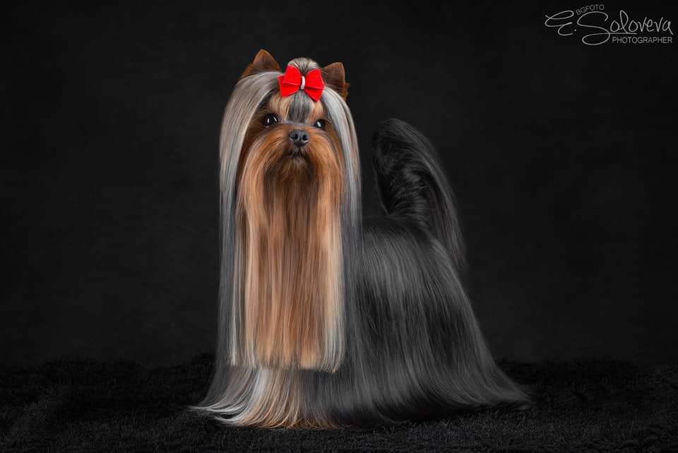  Mini Shop Triumph — Labaza DogPedigree YorkshireTerrier