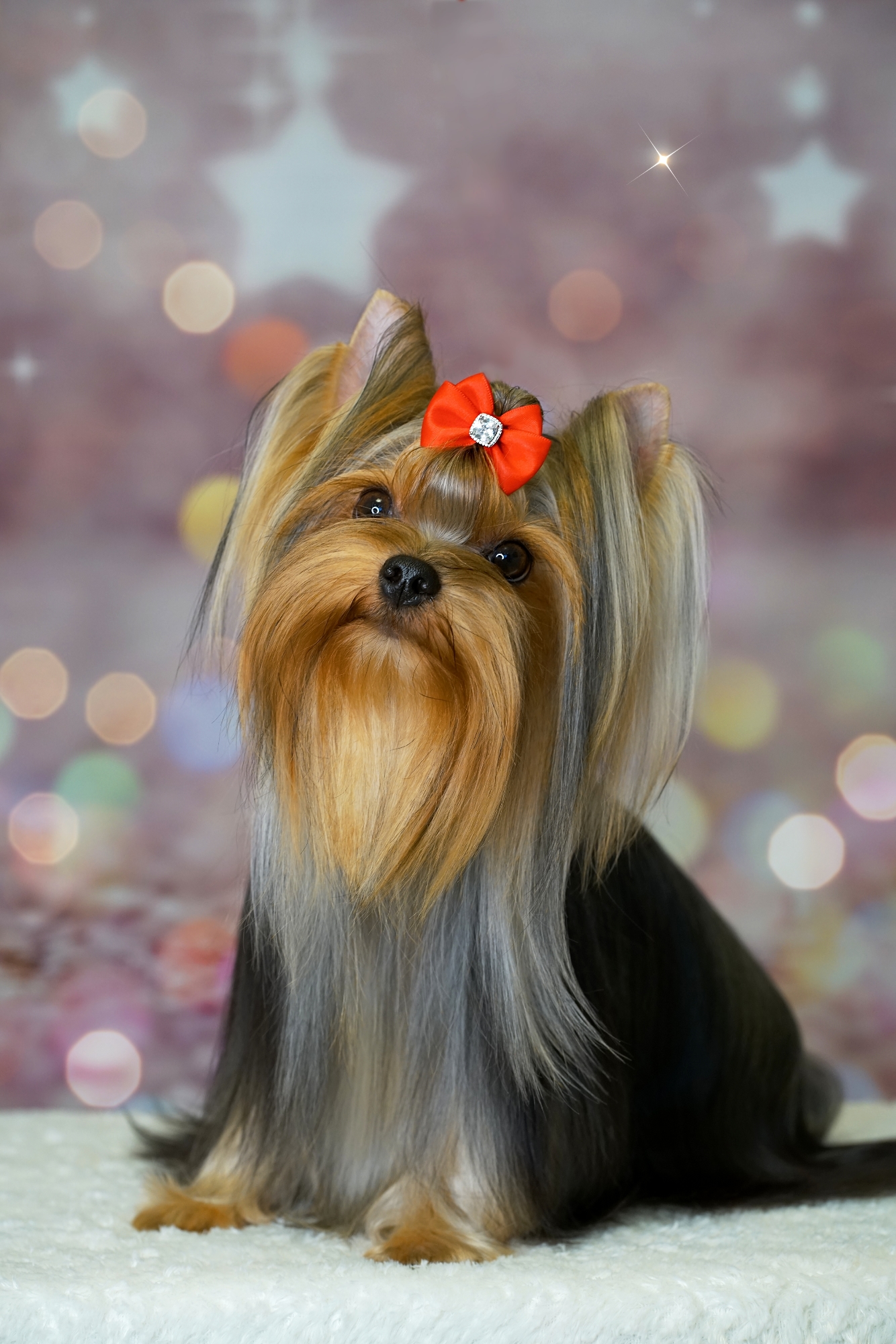 MAL ZOLOTNIK MAL ZOLOTNIK YUTTI-BEAUTY — Labaza DogPedigree YorkshireTerrier