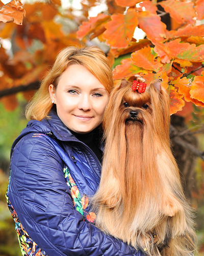 Mal Zolotnik — Labaza DogPedigree YorkshireTerrier