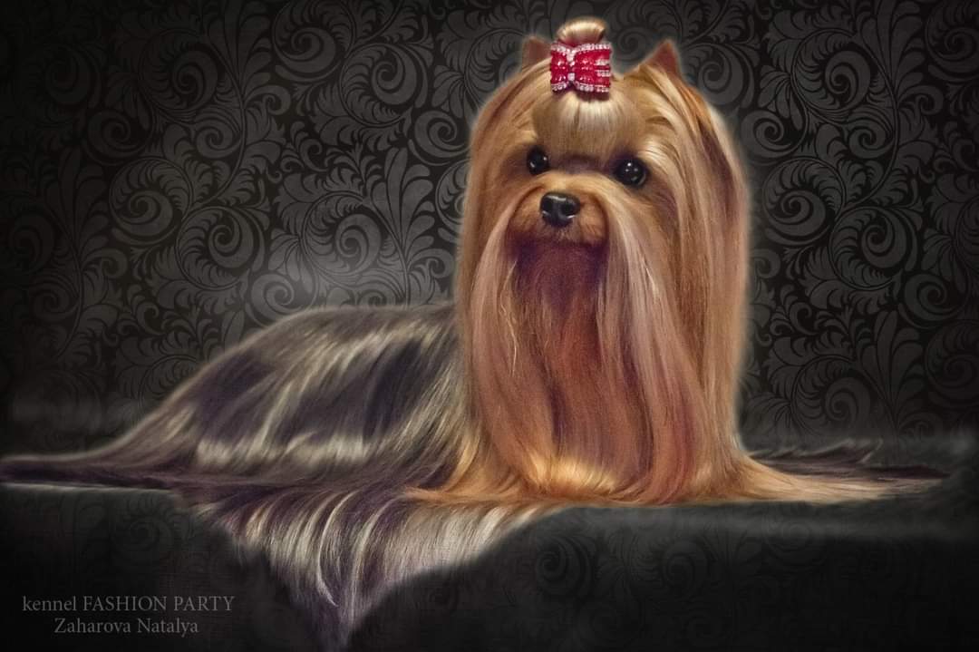 FASHION PARTY TIM TIM — Labaza DogPedigree YorkshireTerrier