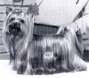 Lavally Mooncoyne Bobby — Labaza DogPedigree YorkshireTerrier