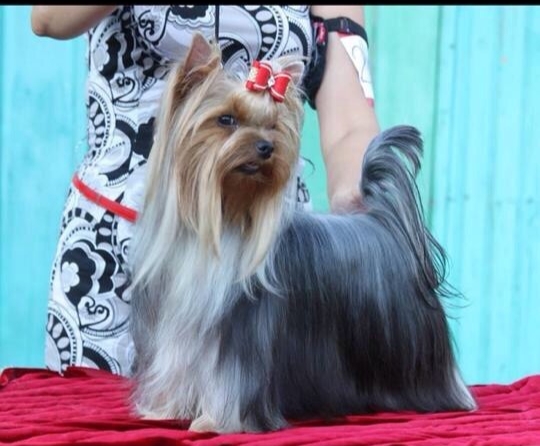 MORIS'S MORIS'S GLAMUR AMUR — Labaza DogPedigree YorkshireTerrier