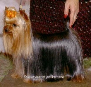 RIGBY'S PRINCE CHARMING — Labaza DogPedigree YorkshireTerrier