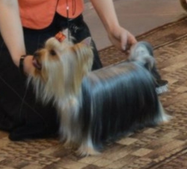 VETEDI-MELL OT PANDY SHARM — Labaza DogPedigree YorkshireTerrier