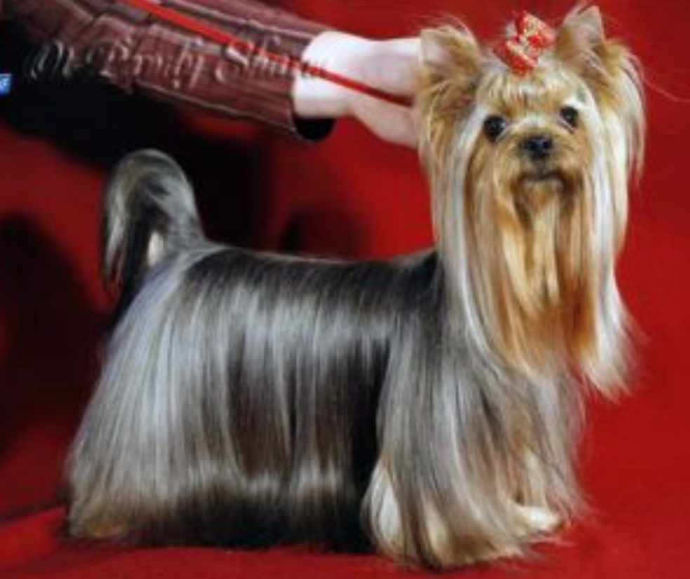  VERDI DE POMPADOUR OT PANDY SHARM — Labaza DogPedigree YorkshireTerrier