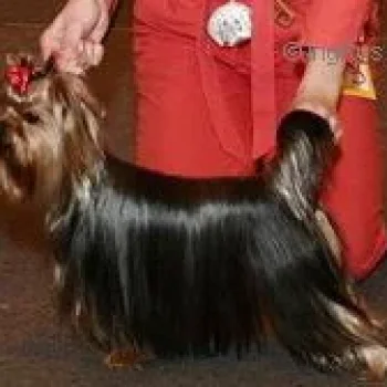 ALPISKIY TSVETOK MERSEDES — Labaza DogPedigree YorkshireTerrier