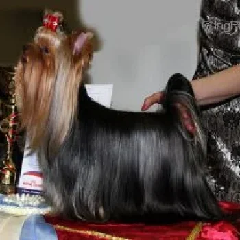 DE L'ADOUR H'IRRESISTIBLE DU GUE DE L'ADUR — Labaza DogPedigree YorkshireTerrier