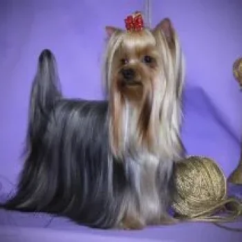  Vispa Fish — Labaza DogPedigree YorkshireTerrier